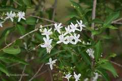 Clerodendrum aculeatum